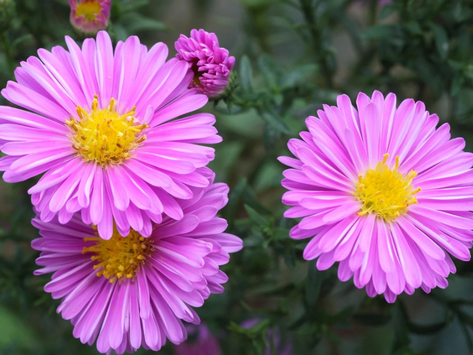 The History of the Aster Flower