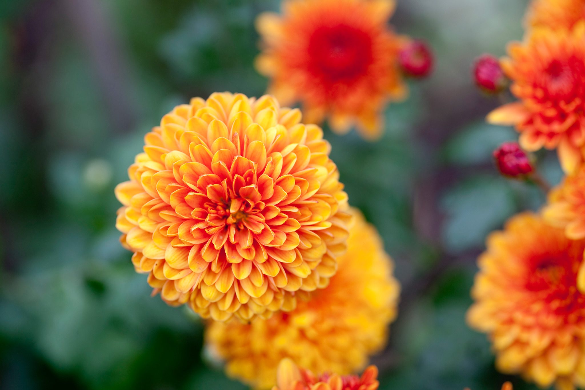 The History of the Chrysanthemum