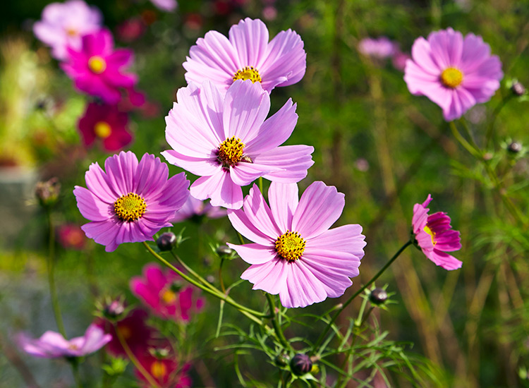 The History of the Cosmos Flower