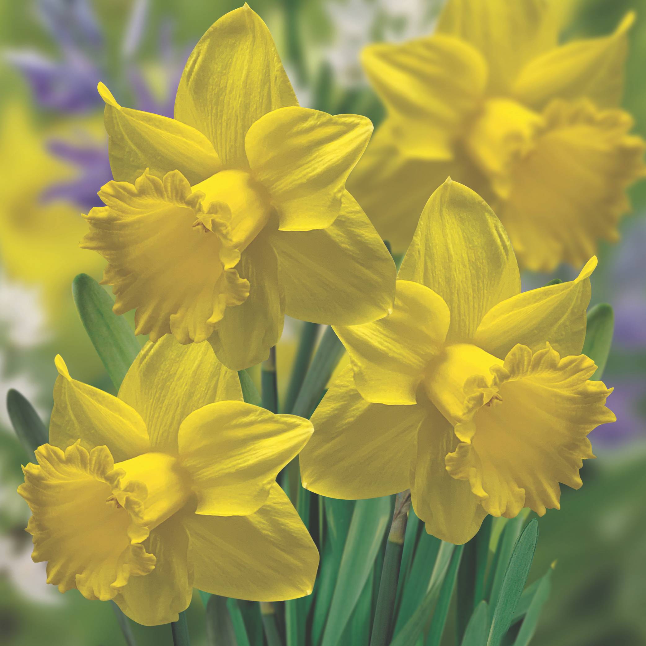 The History of the Daffodil