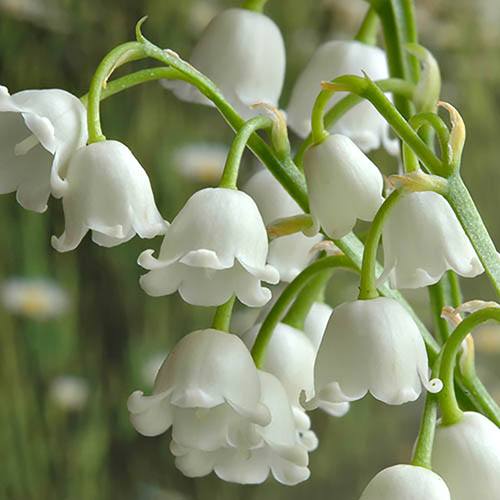 The History of the Lily of the Valley