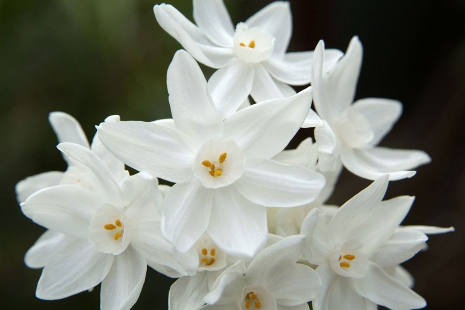 The History of the Narcissus Flower