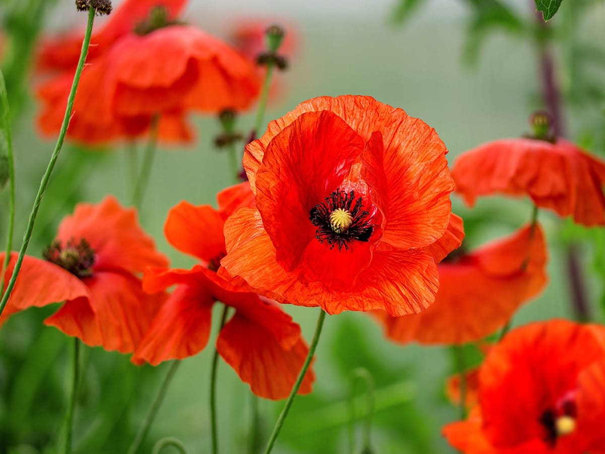 The History of the Poppy Flower