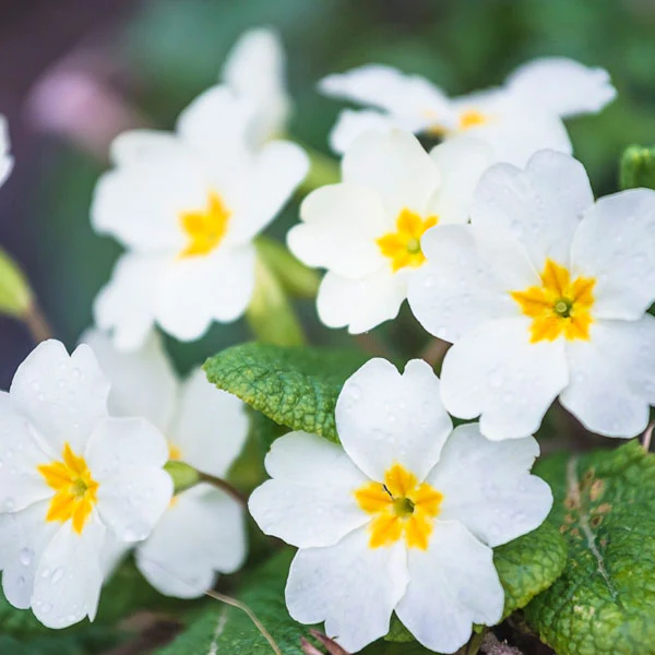 The History of the Primrose