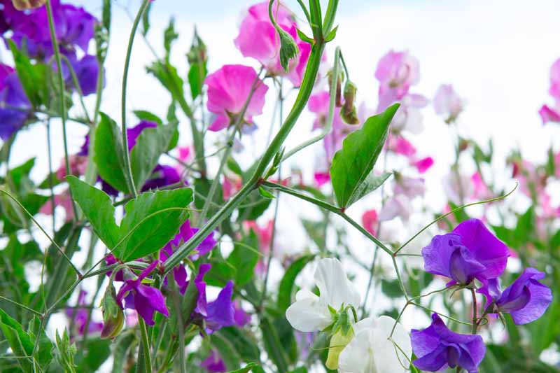 The History of the Sweet Pea Flower