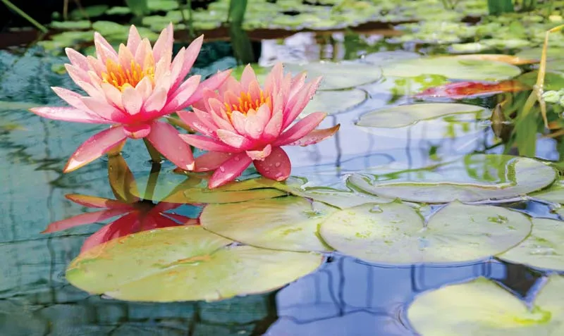 The History of the Water Lily